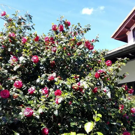 Rural El Pagadin 2* ריבאדסלה